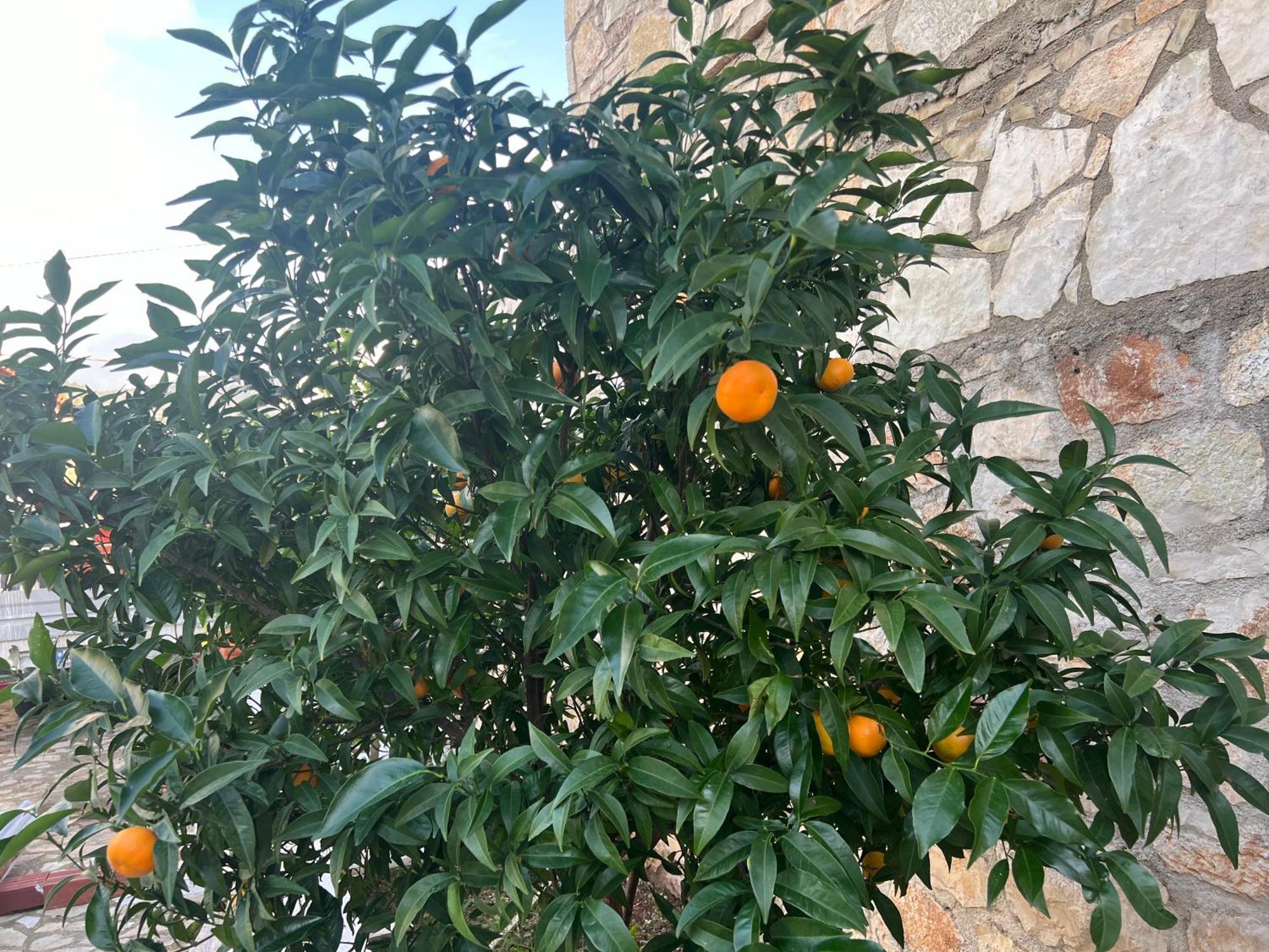 מלון הימארה Jardin Miraculeux מראה חיצוני תמונה