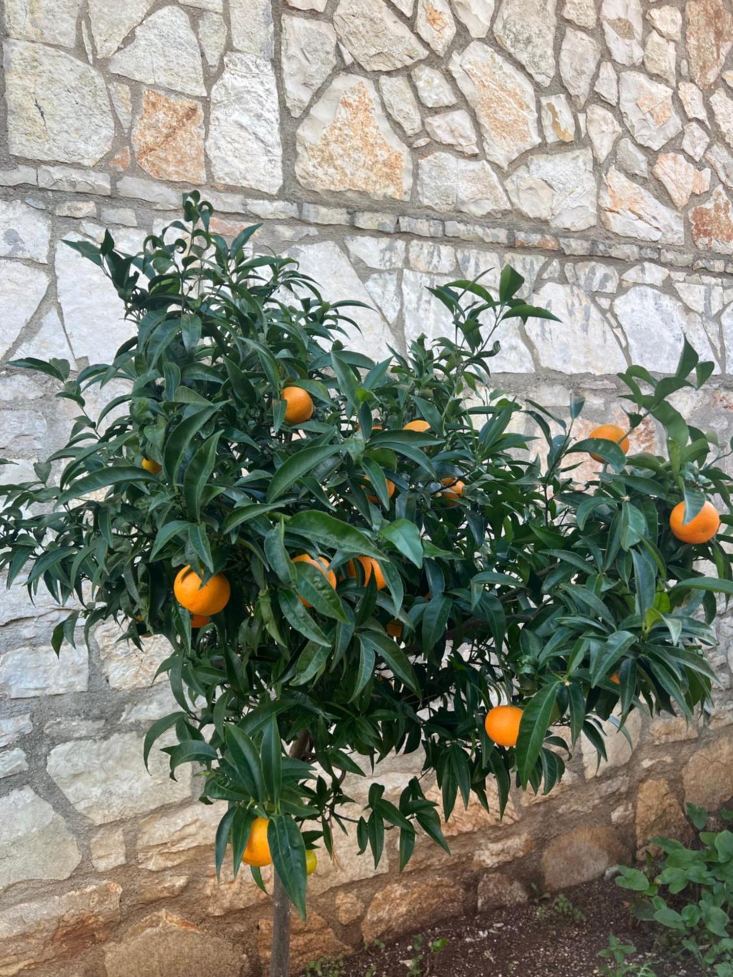 מלון הימארה Jardin Miraculeux מראה חיצוני תמונה
