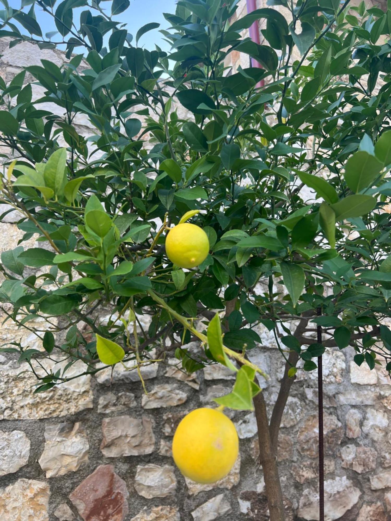 מלון הימארה Jardin Miraculeux מראה חיצוני תמונה