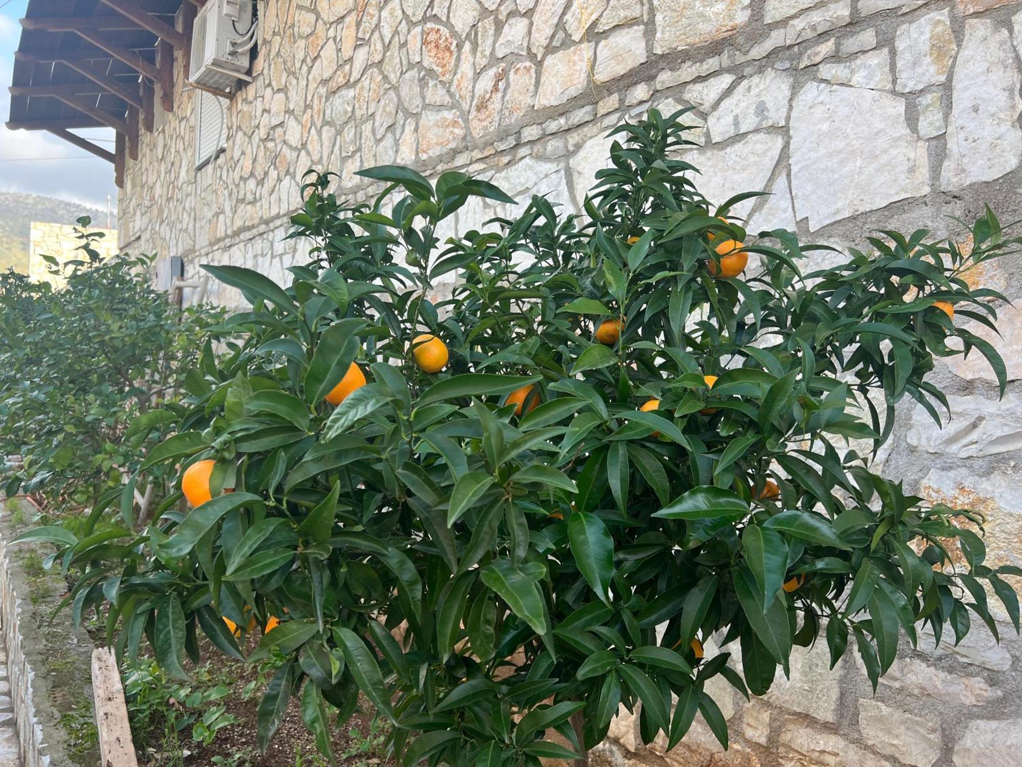 מלון הימארה Jardin Miraculeux מראה חיצוני תמונה