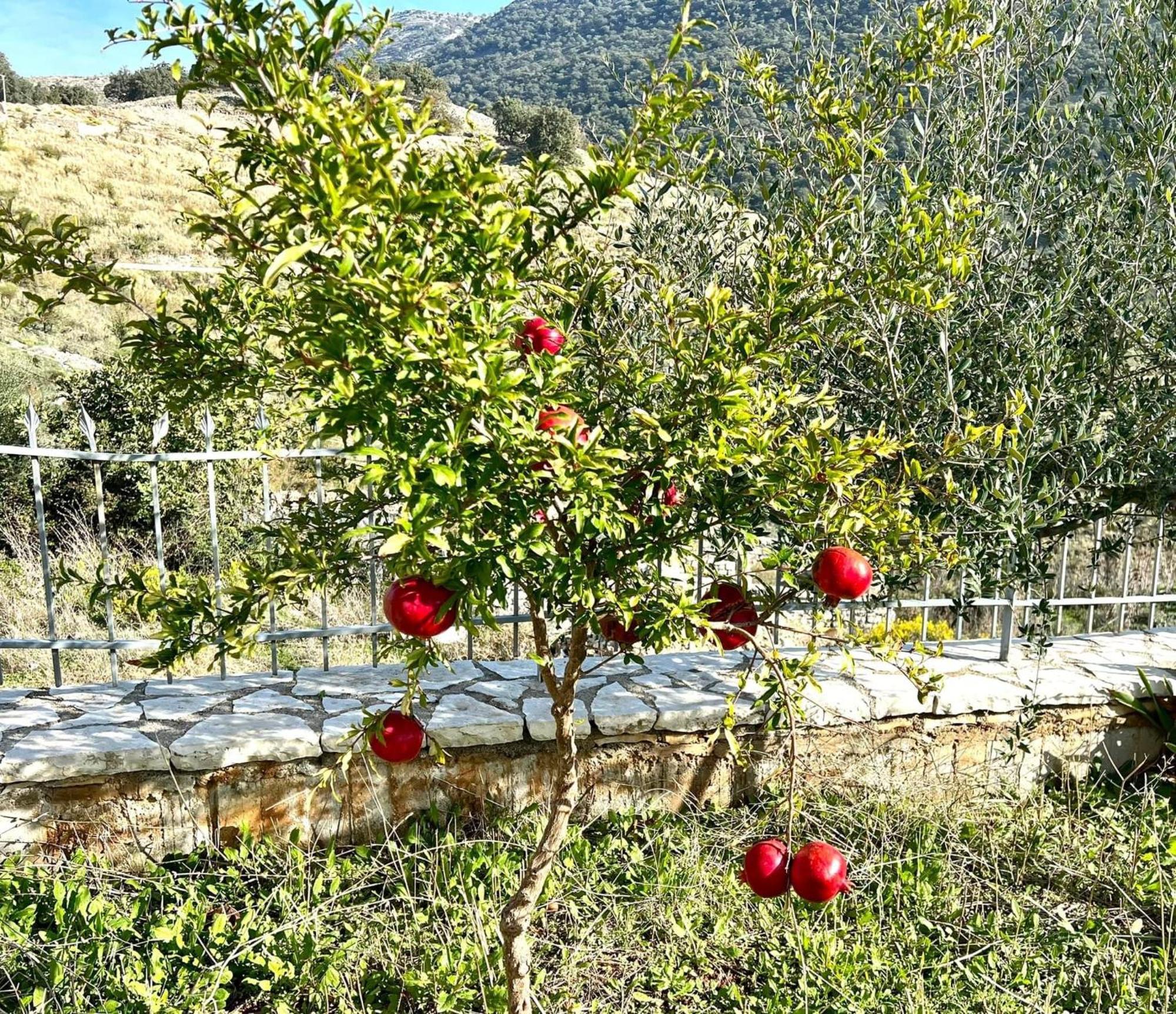 מלון הימארה Jardin Miraculeux מראה חיצוני תמונה